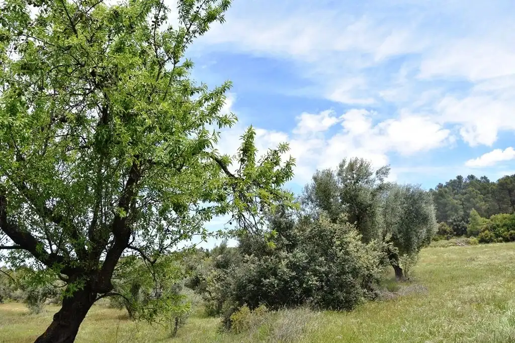 Terreni e lotti in vendita a Arens de Lledó, imagen 13