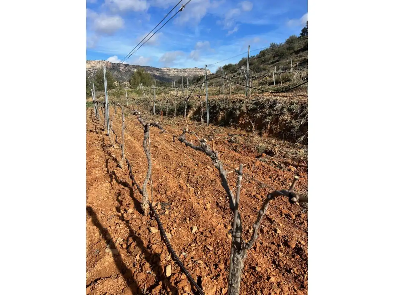 Terreno en venta en La Vilella Baixa