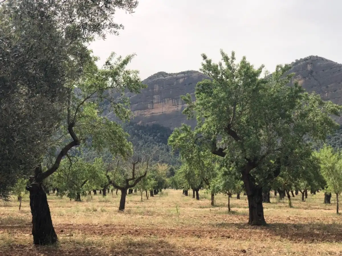 Rural land for sale in Horta de Sant Joan, imagen 6