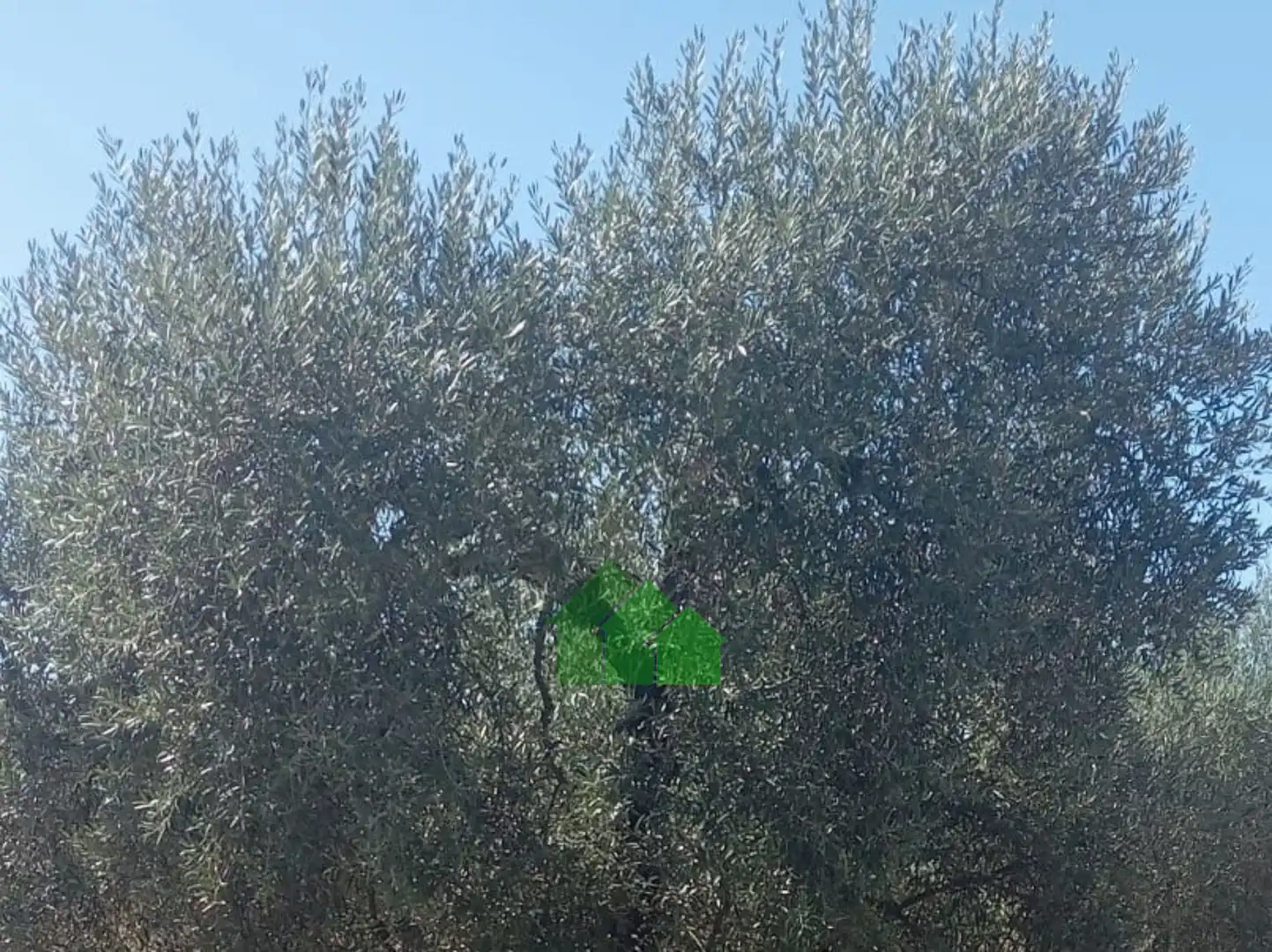 Terreni e lotti in vendita a La Garrovilla