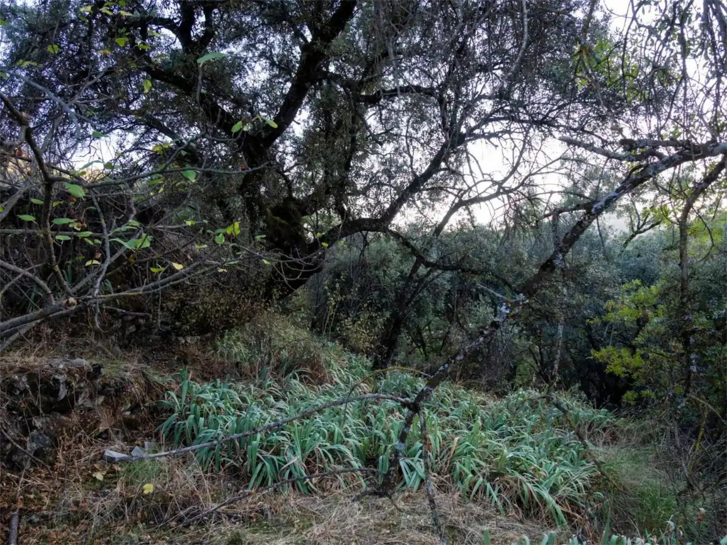 Casa o chalet en venta en Santo Tomé