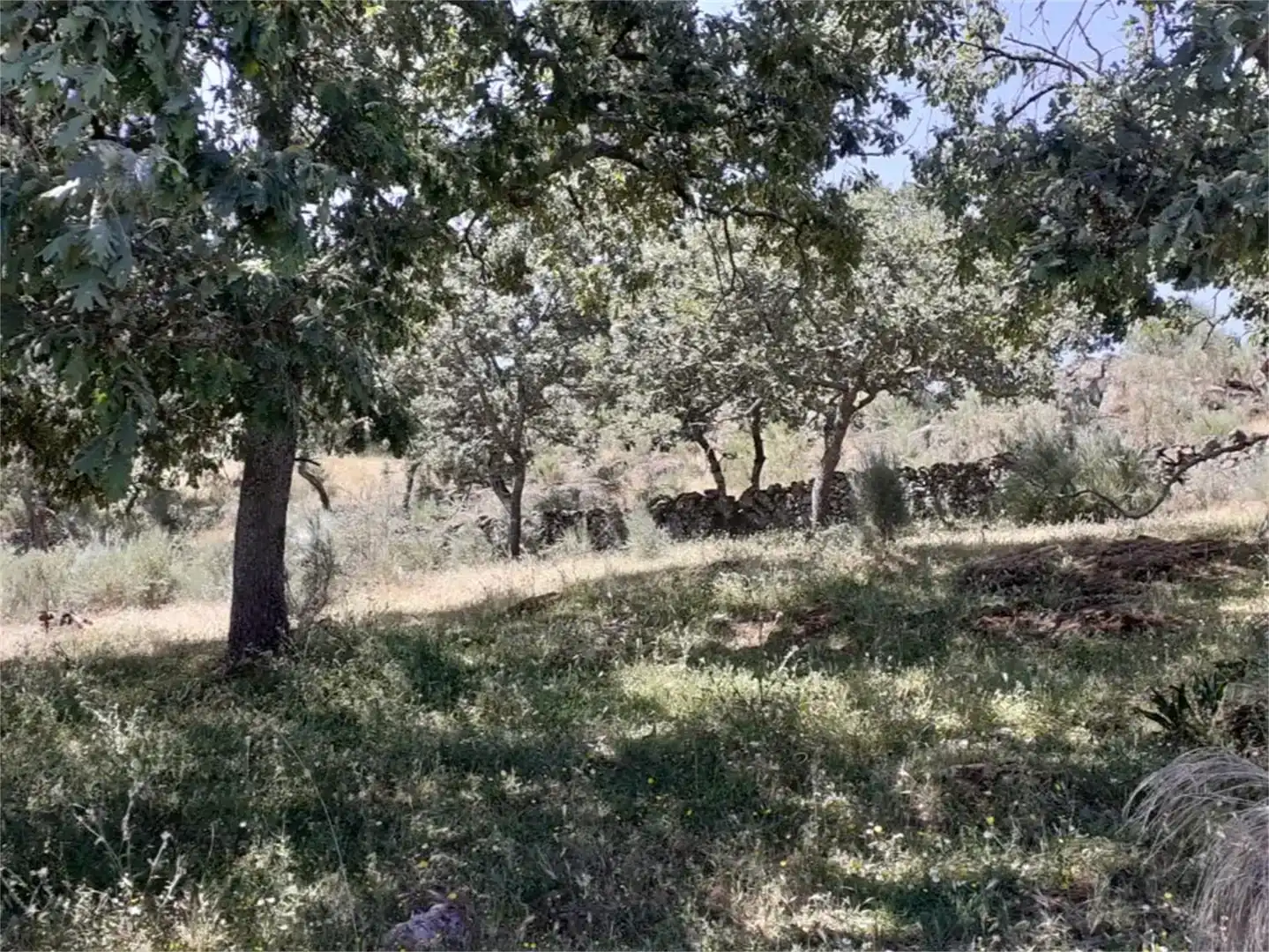 Terreno en venta en Valencia de Alcántara