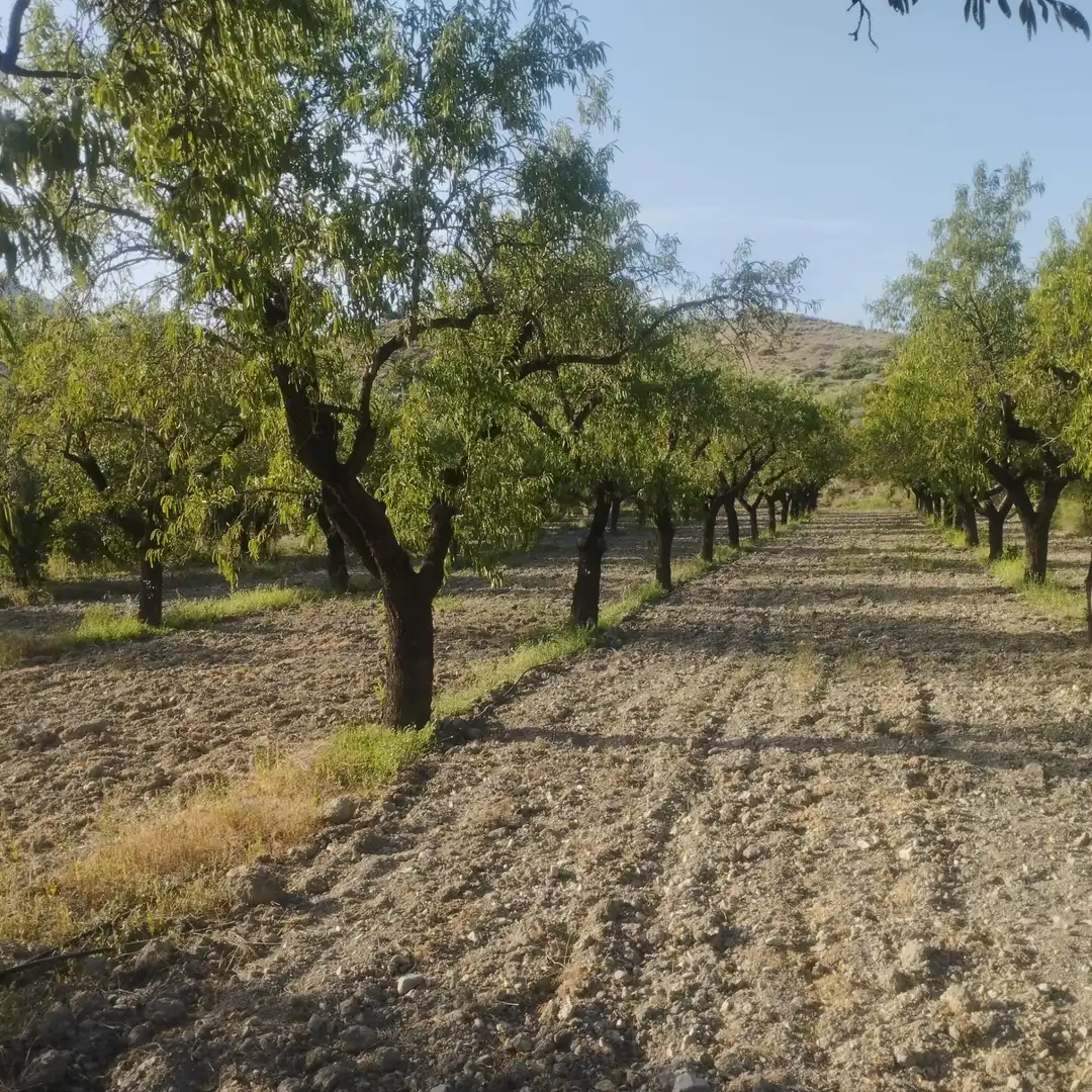 Exterior view of Country homes for sale in Lúcar  with Private garden and Storage room