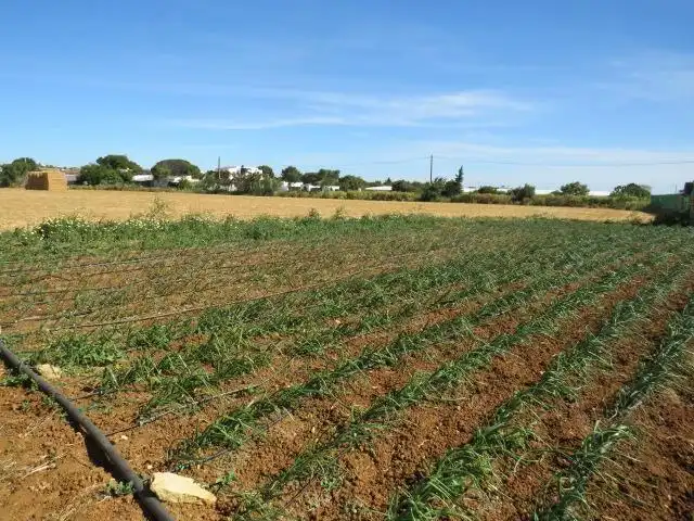 Rural land for sale in Barrio Nuevo
