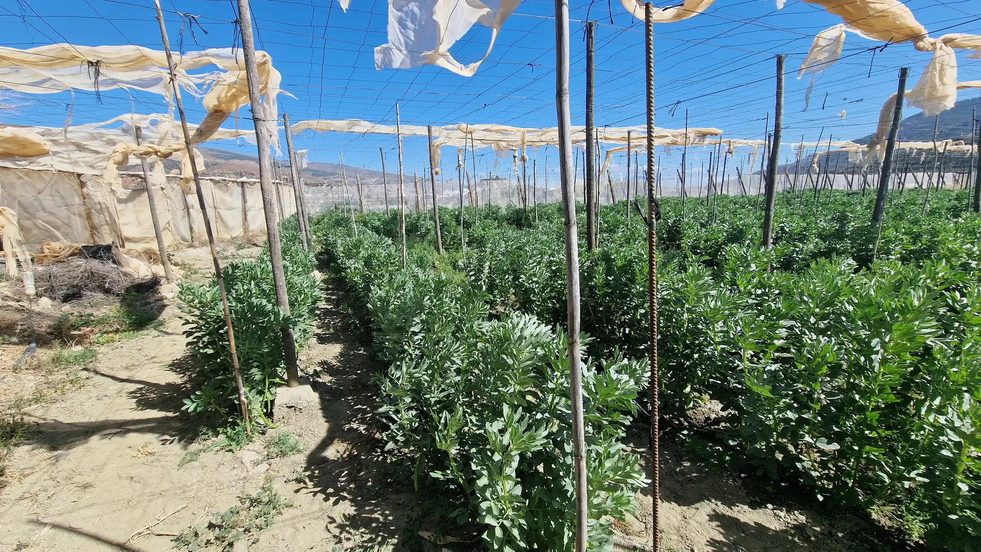 Jardí de Finca rústica en venda en Canjáyar amb Jardí privat, Terrassa i Traster