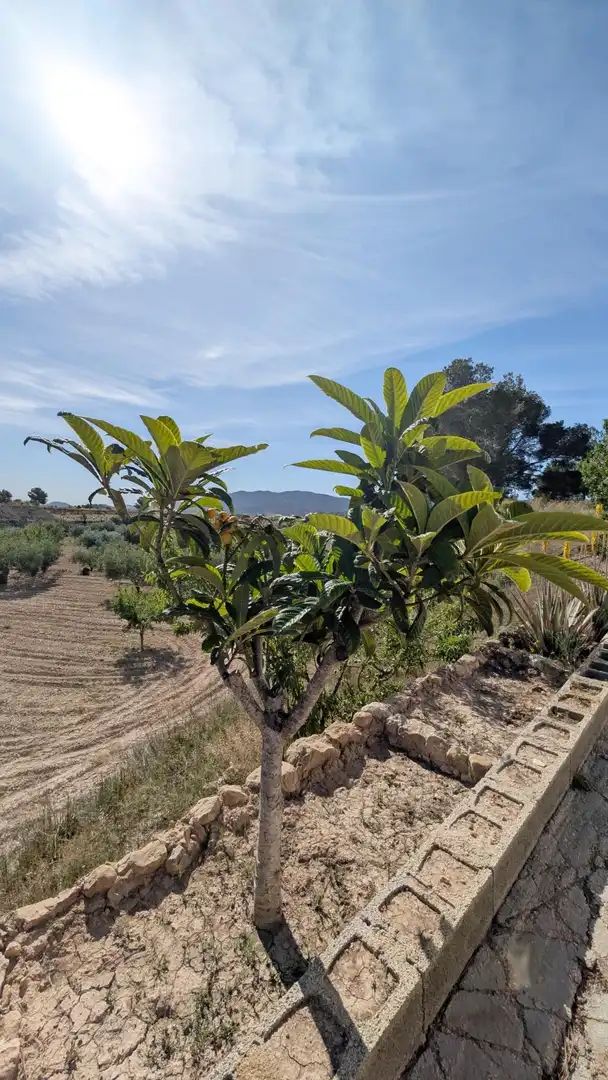 Casa con jardín en venta en Hondón de las Nieves / El Fondó de les Neus, imagen 59