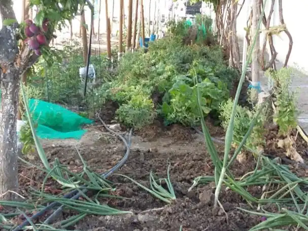 Terreno rustico in vendita a Prados del perdigón 412-5-A, imagen 11