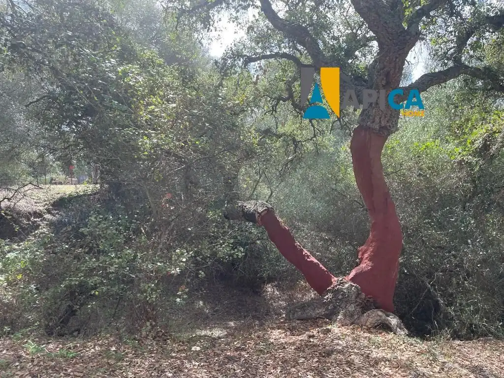 Terreni e lotti in vendita a Vejer, imagen 16