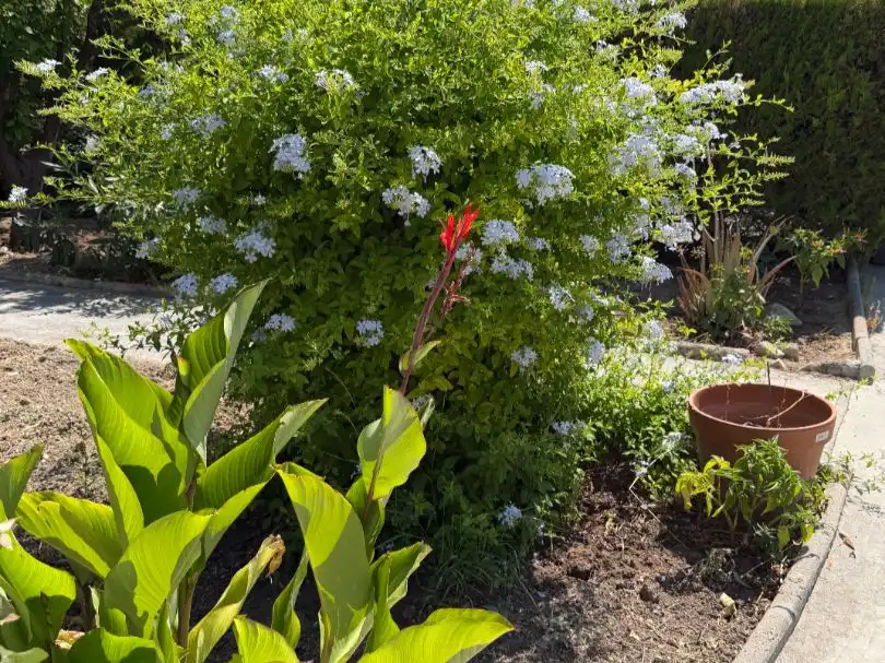 Jardí de Casa o xalet en venda en Poleares