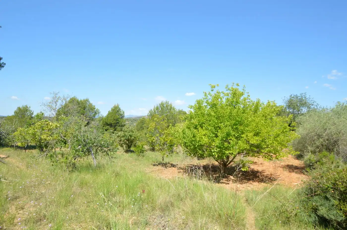 Terreno rustico in vendita a Carrer Malentivet, imagen 9