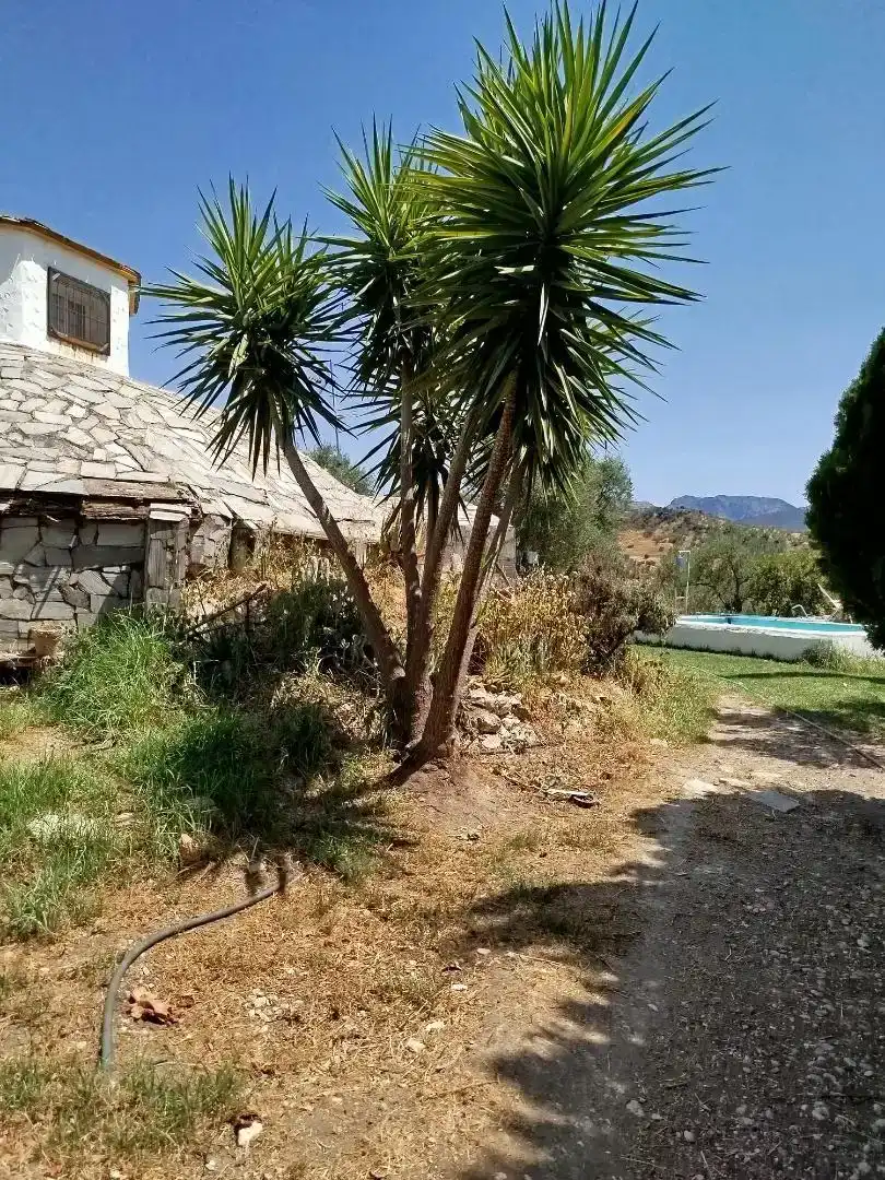 Casa o chalet en venta en Algodonales con Jardín privado, Piscina y Amueblado