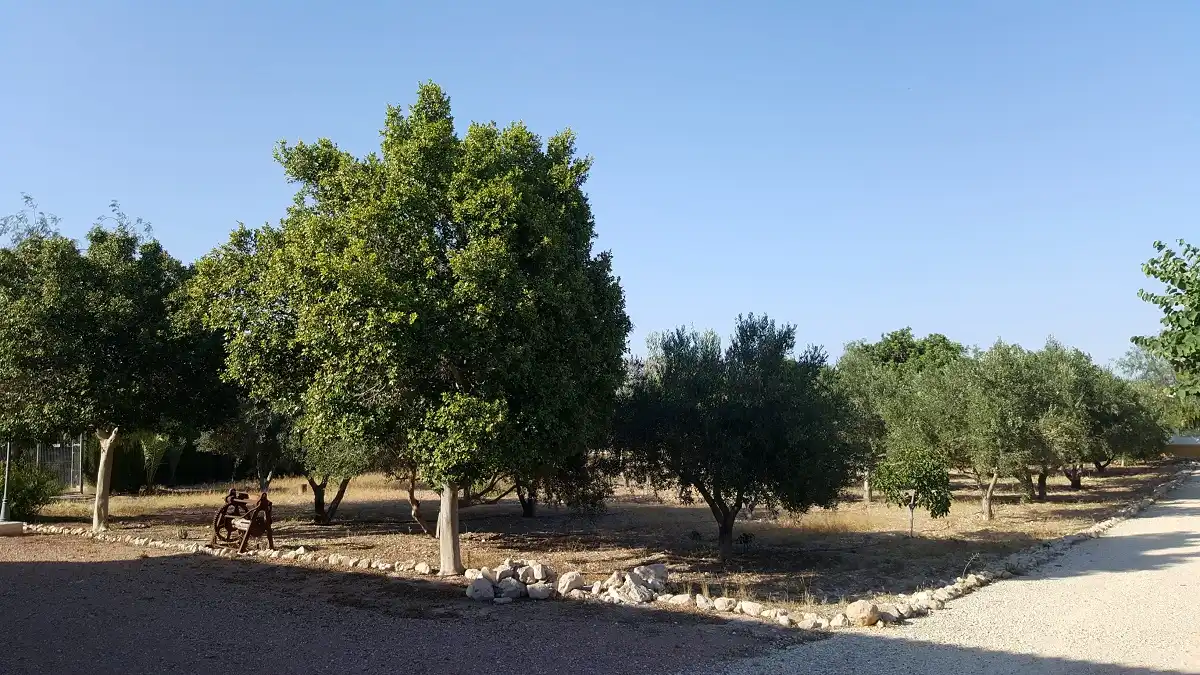 Casa rústica amb piscina en venda a N/A, imagen 11
