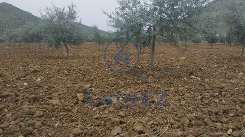 Finca totalmente llana con casa y nave en aldea del Hoyo municipio de Belmez. Con una superficie de 18.896, 
Con acceso por camin, imatge 5