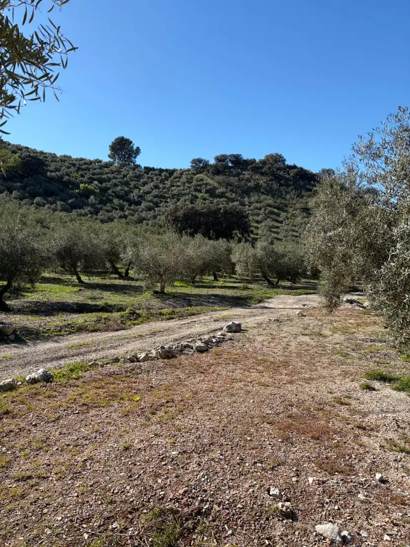 Terreny rústic en venda a Priego de Córdoba, imagen 9