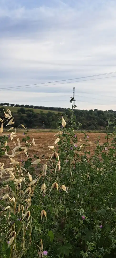 Land for sale in El Puente del Arzobispo