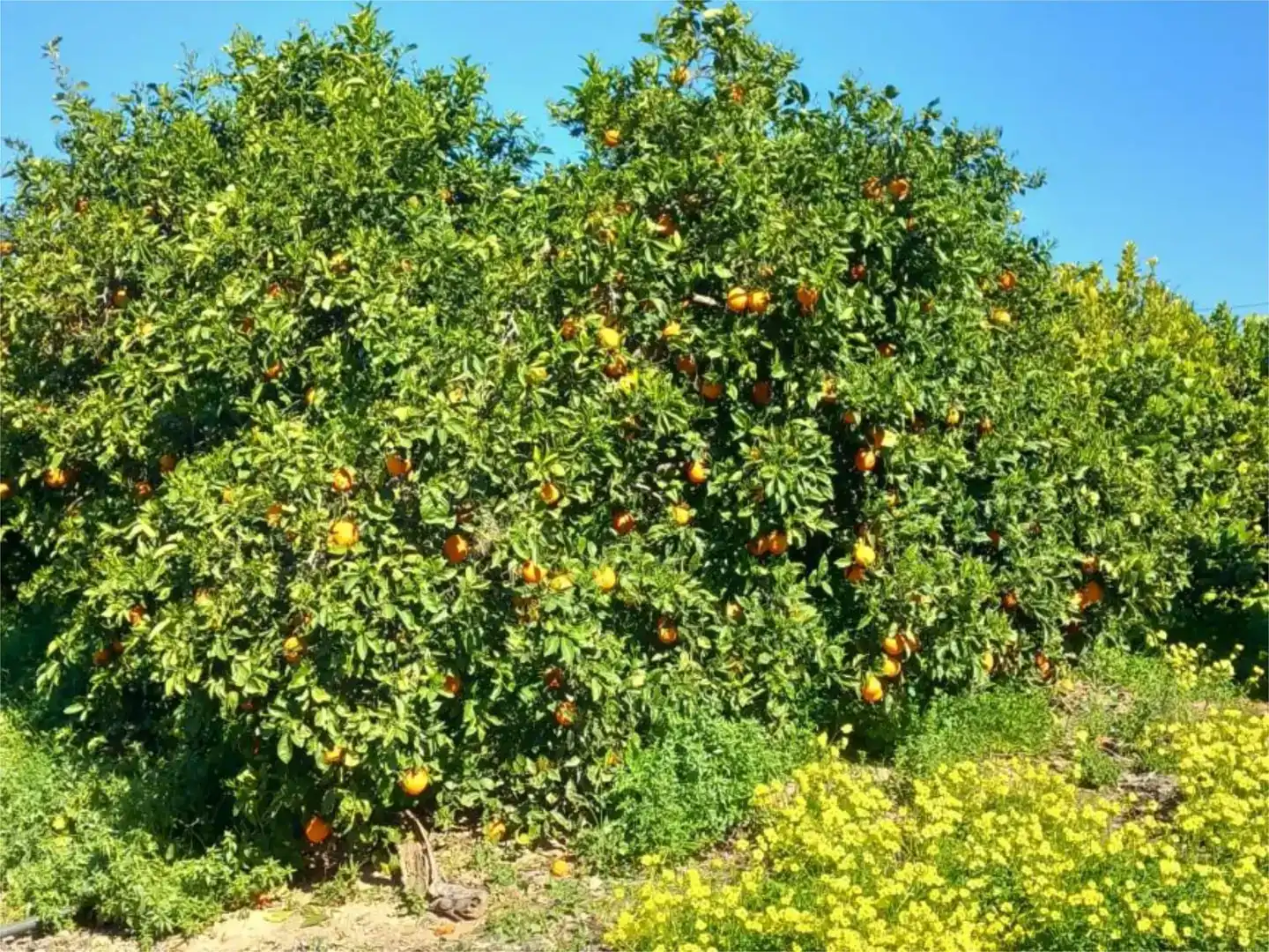 Jardí de Finca rústica en venda en  Murcia Capital amb Aire condicionat