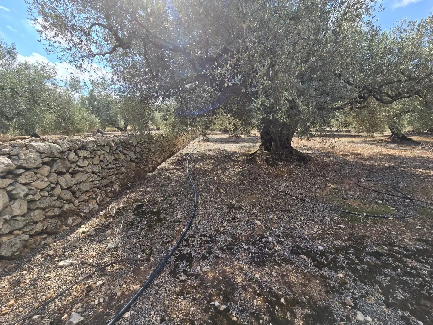 Finca rústica en venta en Freginals con Jardín privado