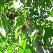 Garden of Country homes for sale in Monachil  with Air Conditioner, Heating and Terrace