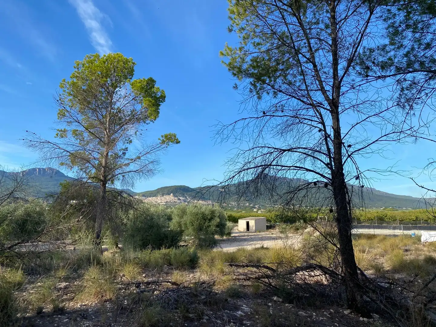 Terreny rústic en venda a Moratalla, imagen 19