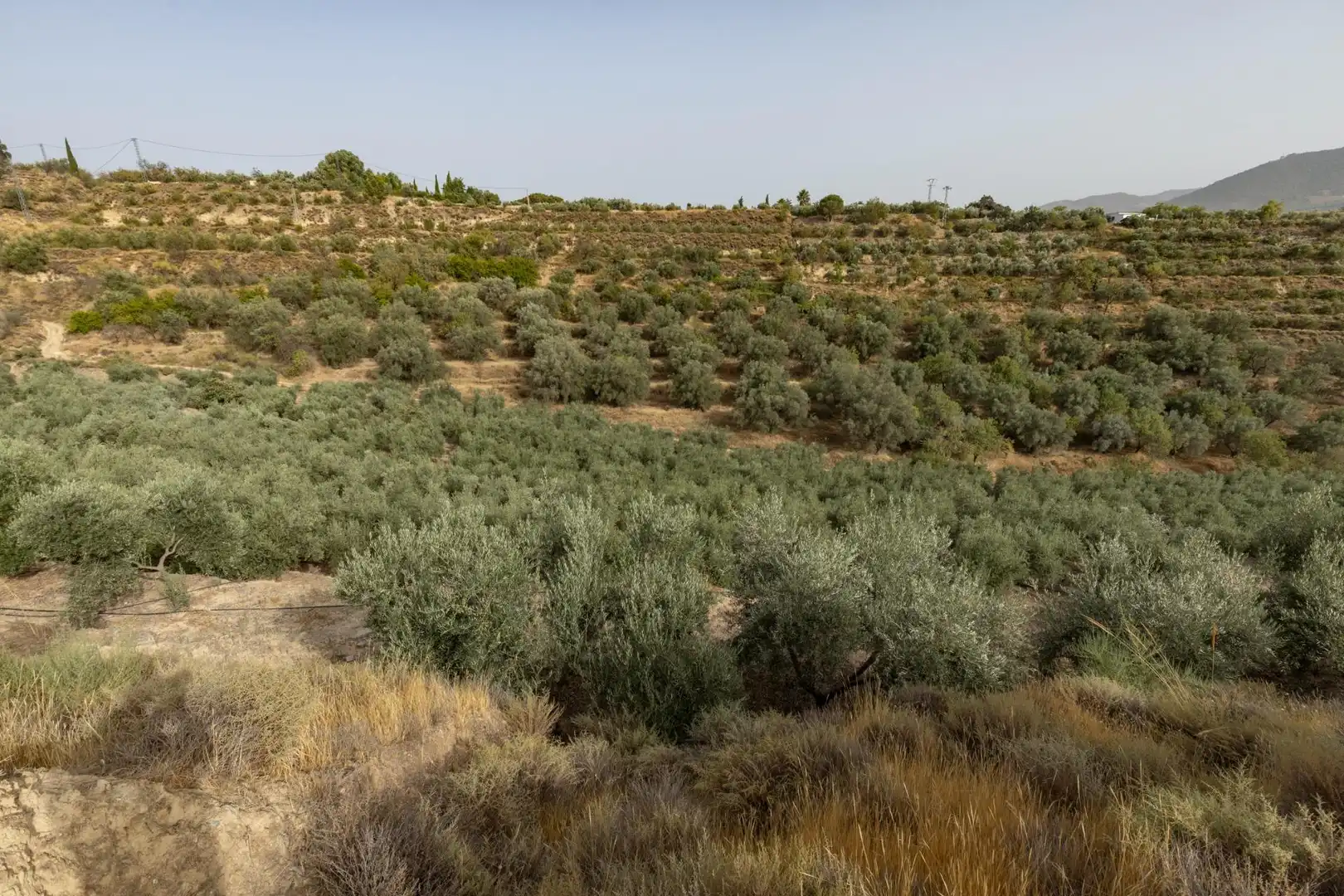 Land for sale in Lecrín