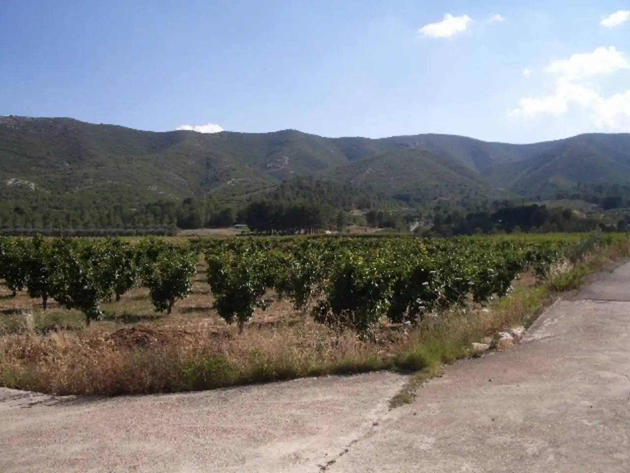 Terreny rústic en venda a Corral de Miquel, imagen 2