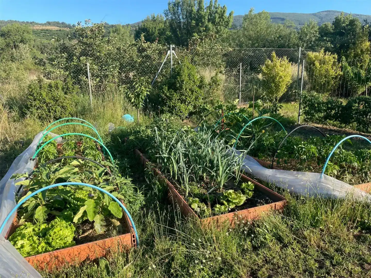 Jardín de Casa o chalet en venta en Casas del Castañar con Jardín privado, Trastero y Piscina