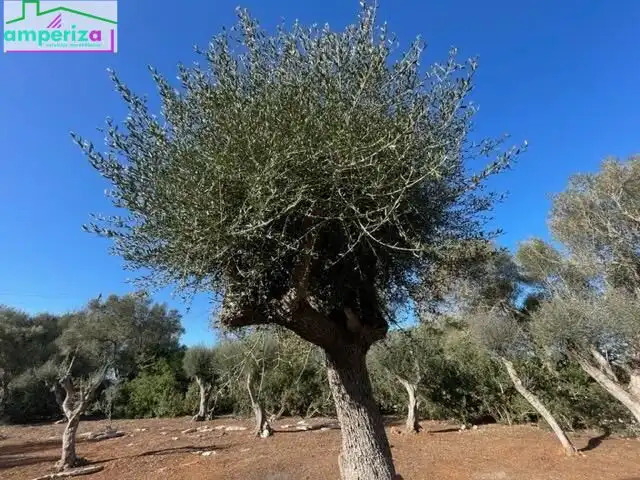 Rural land for sale in Felanitx Poble, imagen 14