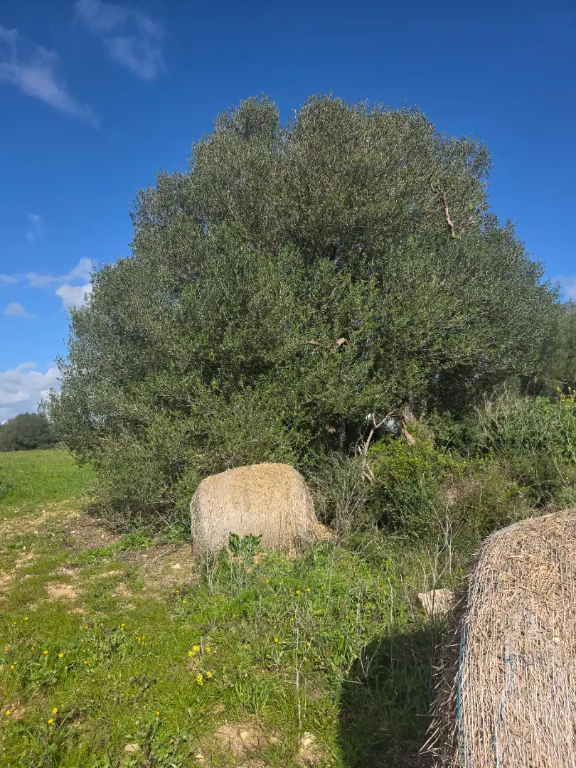 Rustikales Grundstück zum Verkauf in Manacor Centre, imagen 3