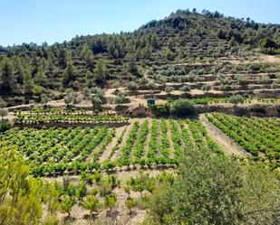 Garden of Country house for sale in La Palma d'Ebre