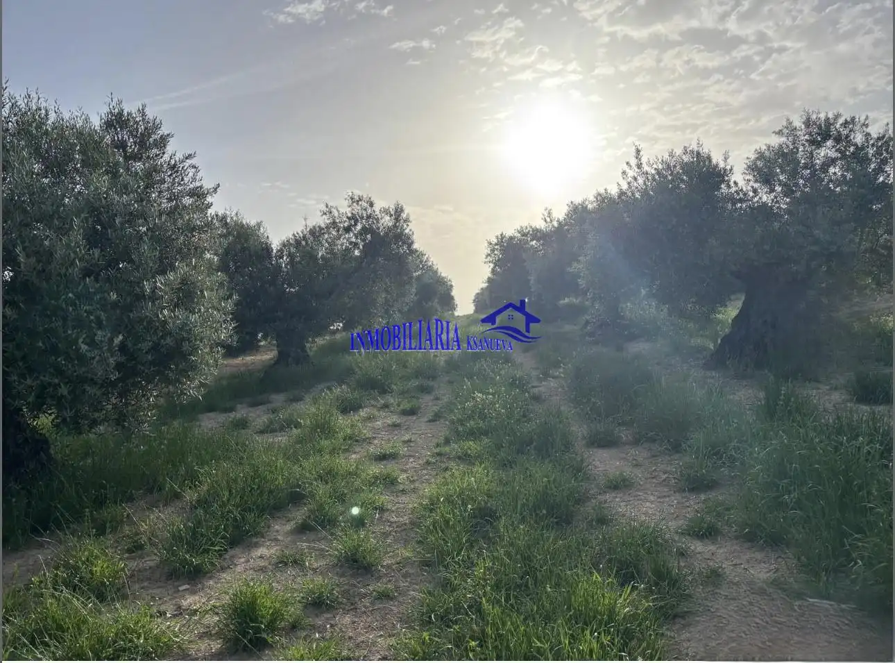 Finca rústica en venta en Bujalance