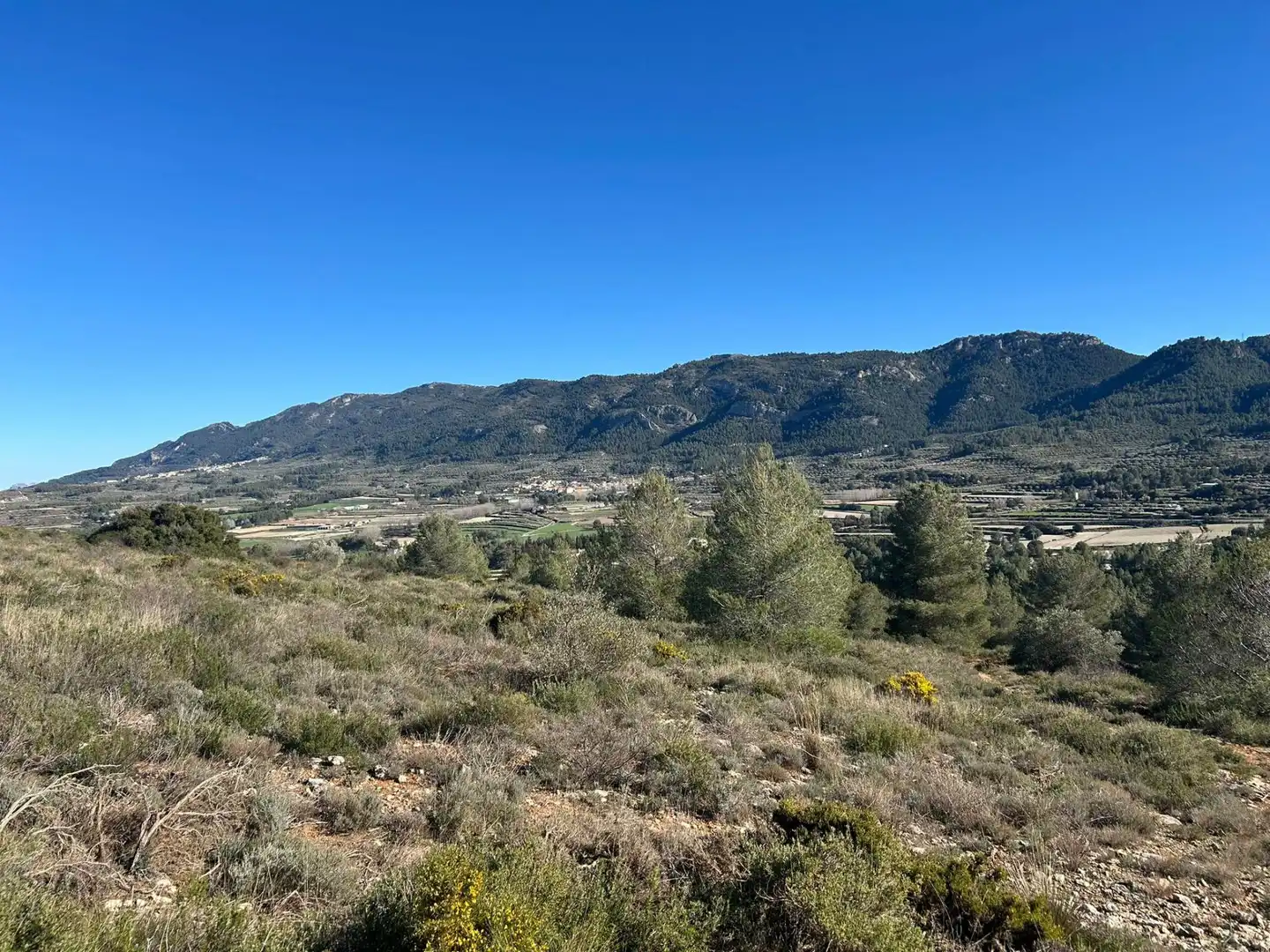 Finca rústica en venta en partida Pla de la Viña, Alfafara
