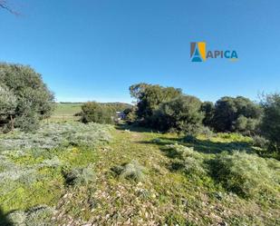 Casa o xalet en venda en Medina-Sidonia amb Traster