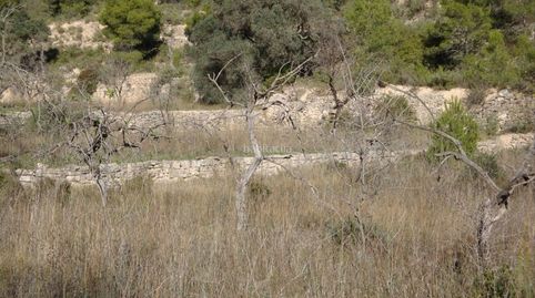 Preciosa finca 12.000m, imatge 3
