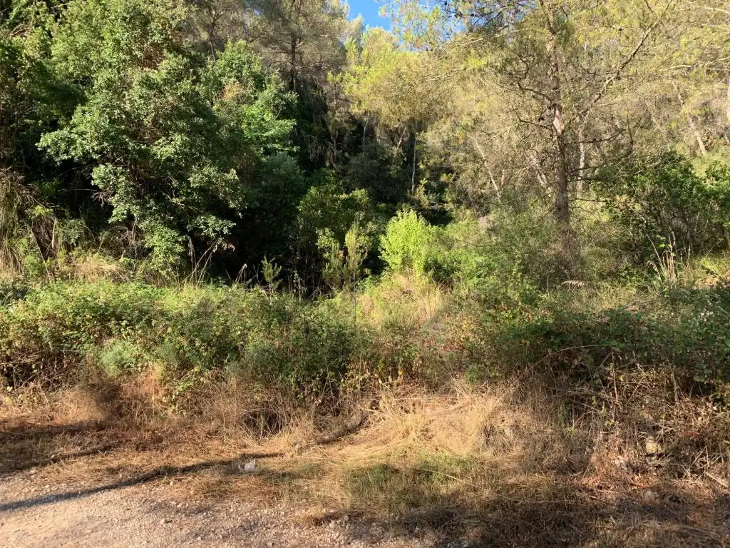 Rural land for sale in C/ Peixos (Urb Más Milá), imagen 6