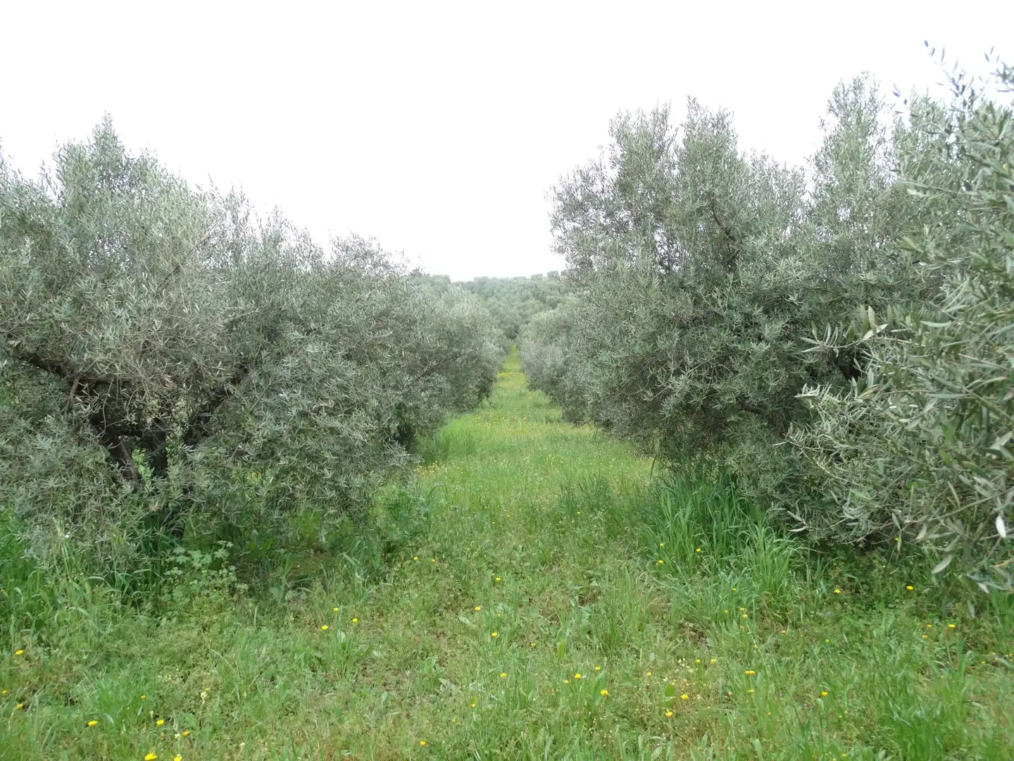 Lands and plots for sale in Calle CERRO LIMON, imagen 15