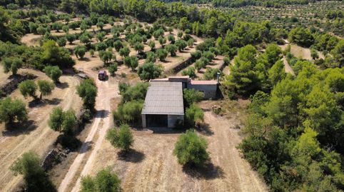 En venda al municipi de Juncosa (25165).  Finca rústica de secà, plantat d'oliveres en ple rendiment de 155.253 m2, Bild 4