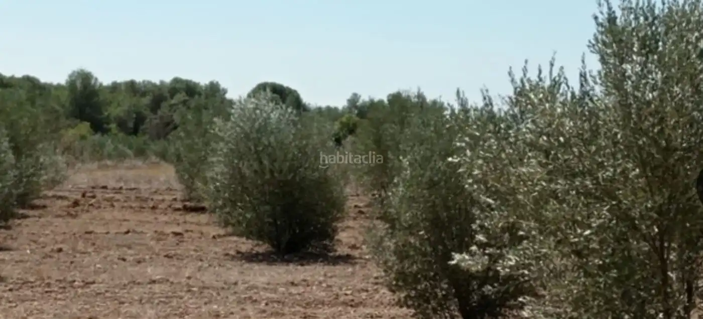 Rural land for sale in Muralla de Sant Antoni 54, imagen 8