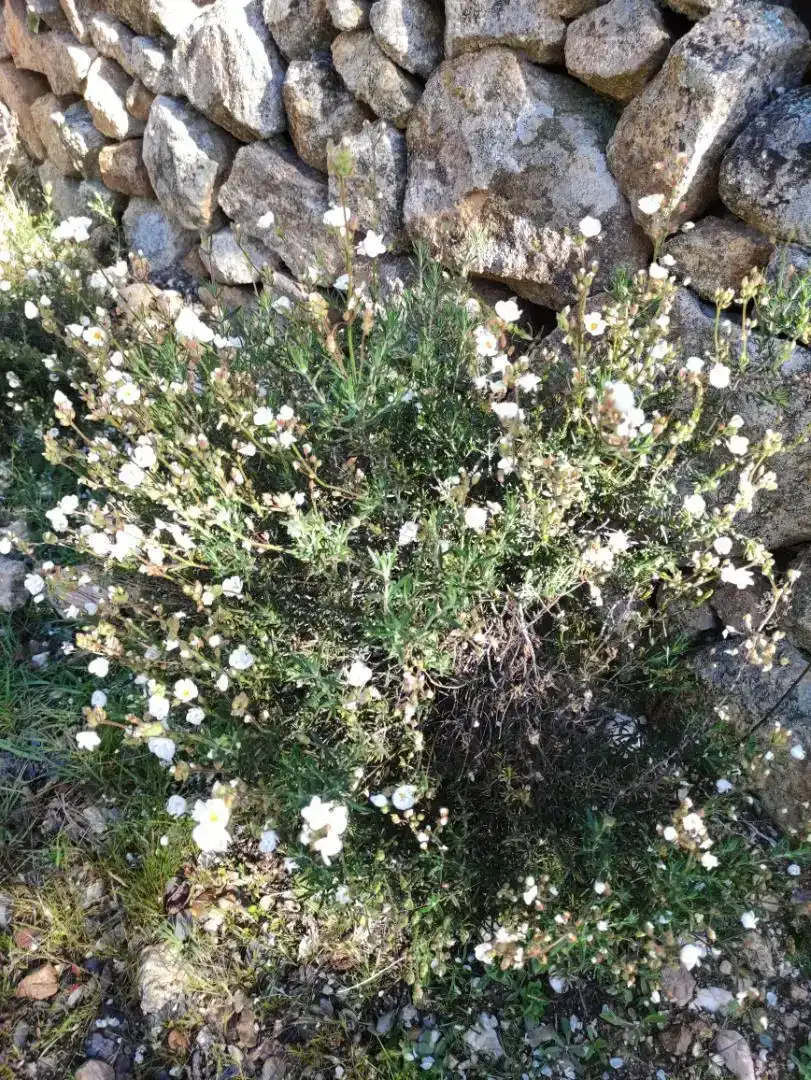 Jardín de Piso en venta en Aldeanueva de San Bartolomé
