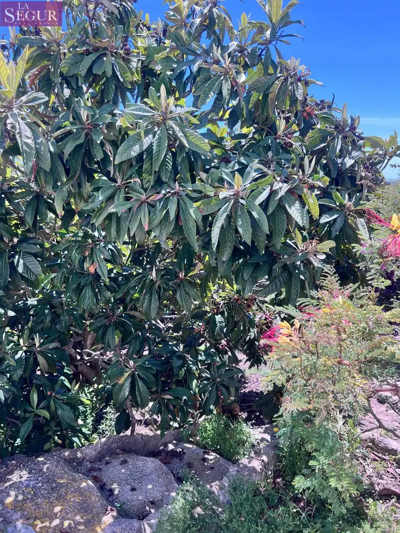 Jardí de Casa o xalet en venda en Vejer de la Frontera amb Jardí privat