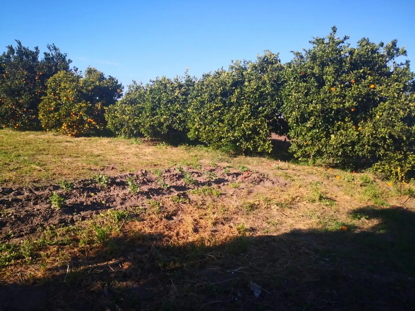 Terreno rustico in vendita a Barbate ciudad, imagen 12