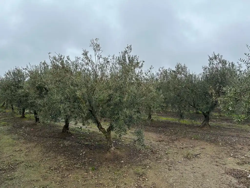 Terreni e lotti in vendita a Valverde de Leganés, imagen 2