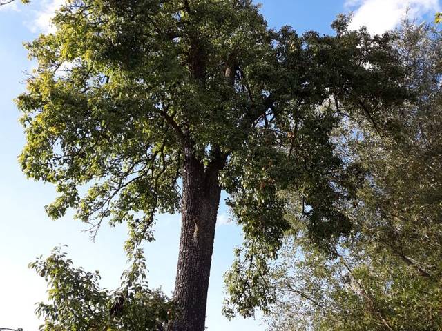 Terreno industrial en Venta en Calle Cascajales, 1 en Santa María de Ordás