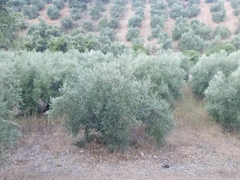 Terreni e lotti in vendita a Puente de Génave, imagen 4