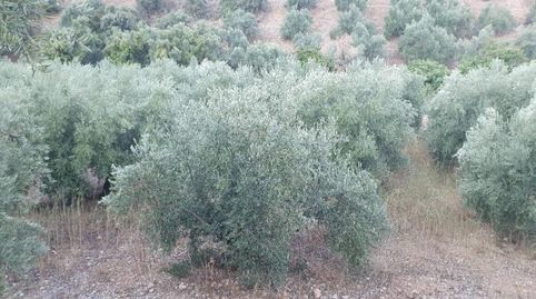 OLIVAR DE SECANO EN PEÑOLITE, imagen 4