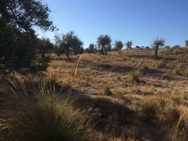 Terreno en Venta en M-315, 4b en Valdelaguna