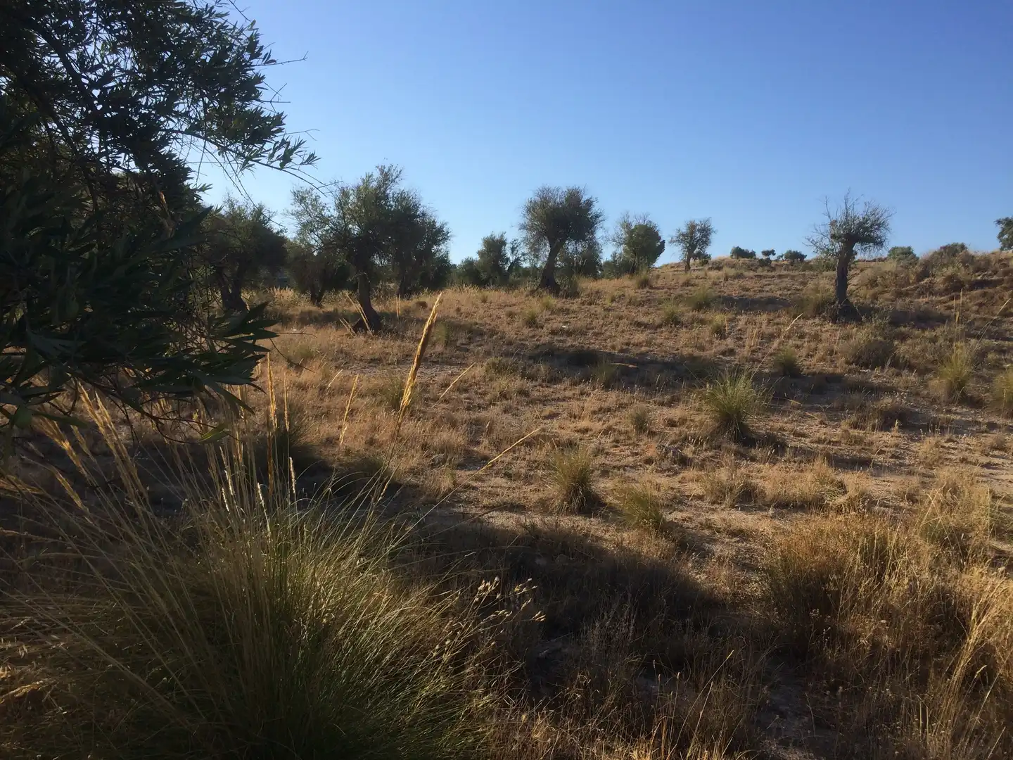 Rural land for sale in M-315 4b