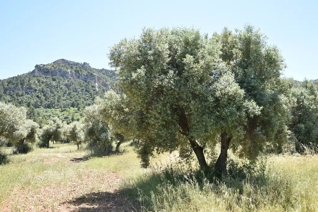Terreni e lotti in vendita a Valderrobres, imagen 4