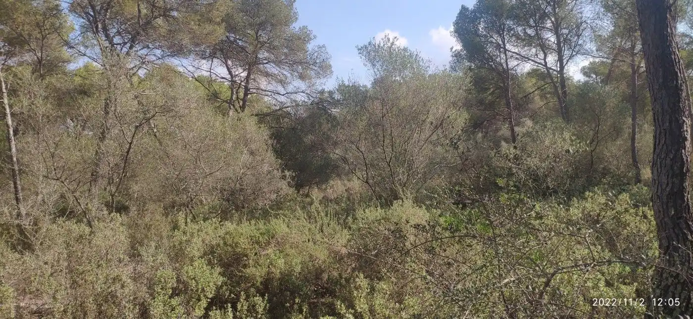 Terrain résidentiel à vendre à Algaida, imagen 9