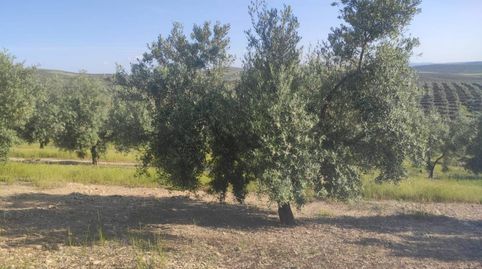 6 FANEGAS OLIVAR DE 1 PIE