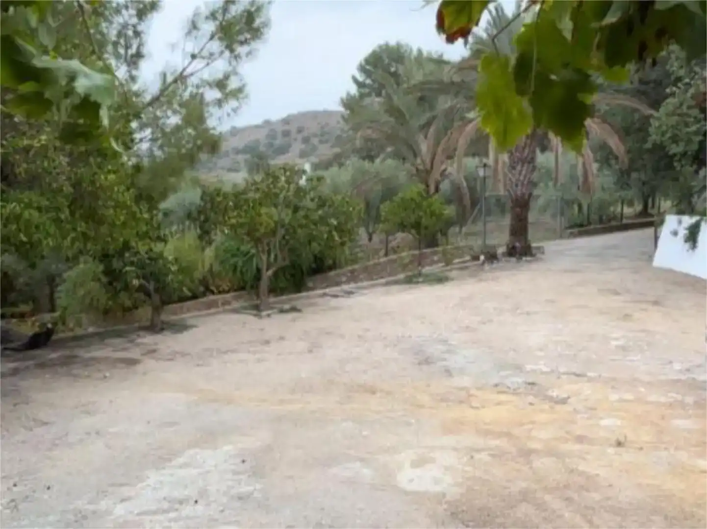 Finca rústica en venda en Morón de la Frontera
